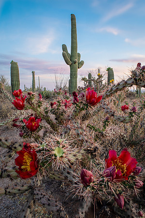 Saguaro National Park