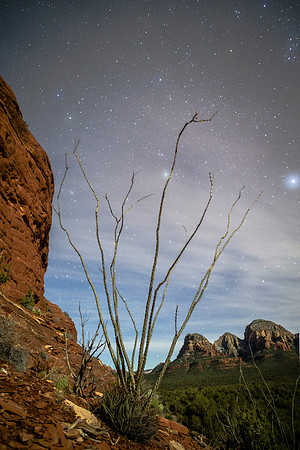 Sedona, AZ (Ocotilla)