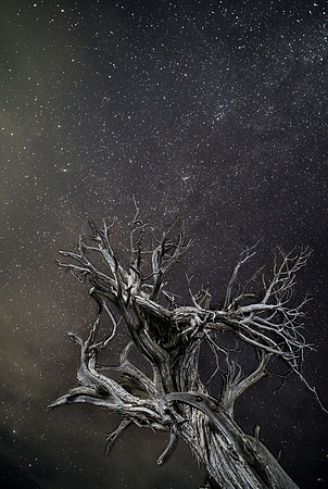 Layered tree