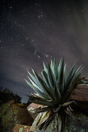 Sedona, AZ (night succulent)