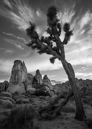 Joshua Tree