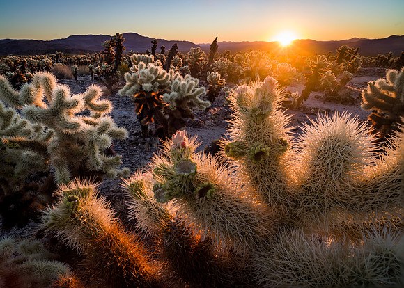 Joshua Tree, Cholla Cactus Garden