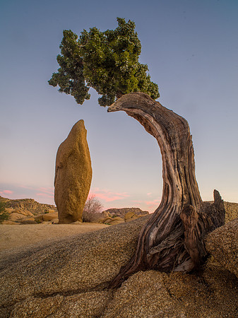 Joshua Tree, Penguin Rock and Juniper