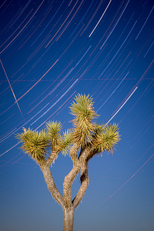 Joshua Tree
