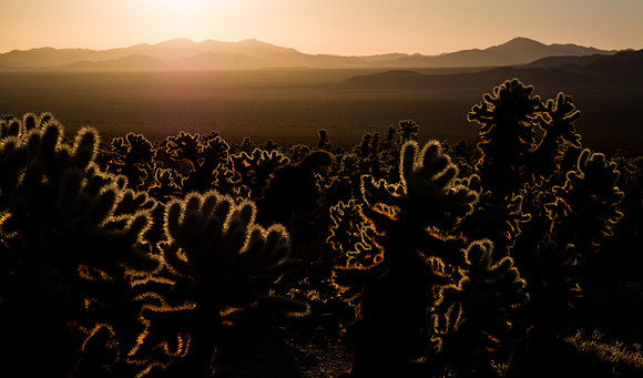 Joshua Tree, Cholla Cactus Garden