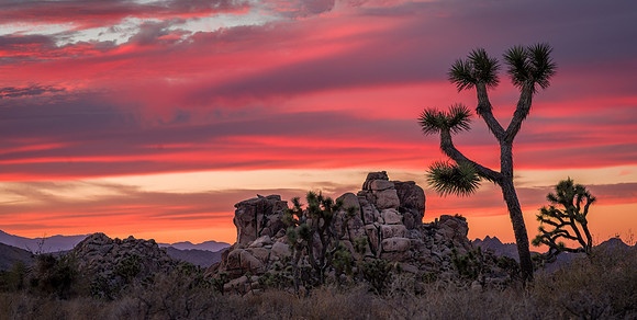Joshua Tree