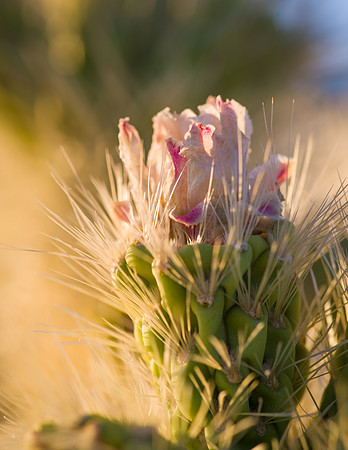 Joshua Tree, Cholla Flower